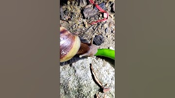 ốc sên ăn ớt xanh ngon quá #shorts