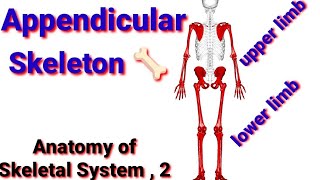 Appendicular Skeleton ስርዓተ አጥነት ክፍል 2 #anatomy of Skeletal system part 2 #bone #extremities # limbs