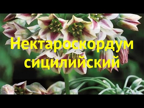 Video: Nektaroskordum