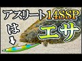 【ショアヒラメ】新規スポットに餌を投げ込むと…