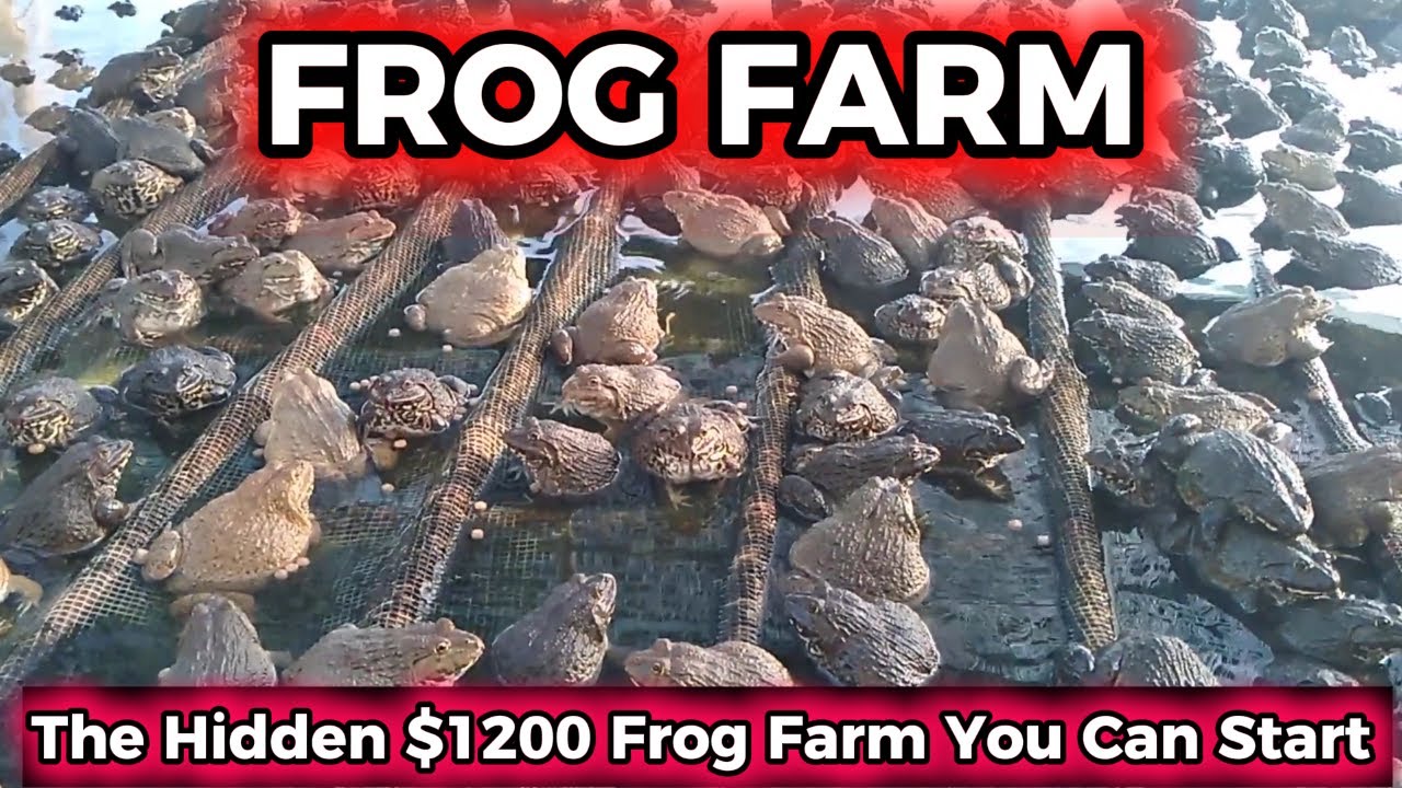 The Hidden $1200 Frog Farm You Can Start in Your Backyard