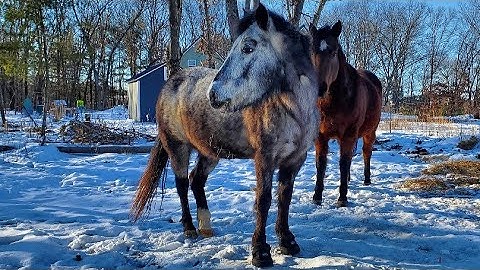 My Horse Wears BOOTS?!? | Easyboot Cloud Boot Try On And Review