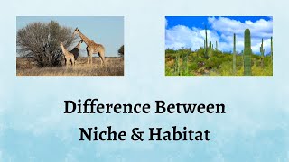 Difference Between Niche and Habitat | Is it Niche or Habitat? Uncover the Mystery Now!