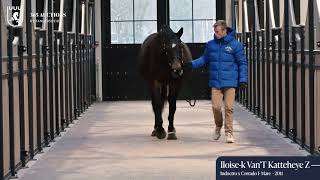 Iloise-K van 't Kattenheye Z in foal to El Barone 111