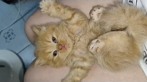 Video 9147091: kitten pets funnycats meow, cat funnycats pets meows, feline cats cute pets, pets baby cat funnycats, cats kitten meowing adorable, funny cat