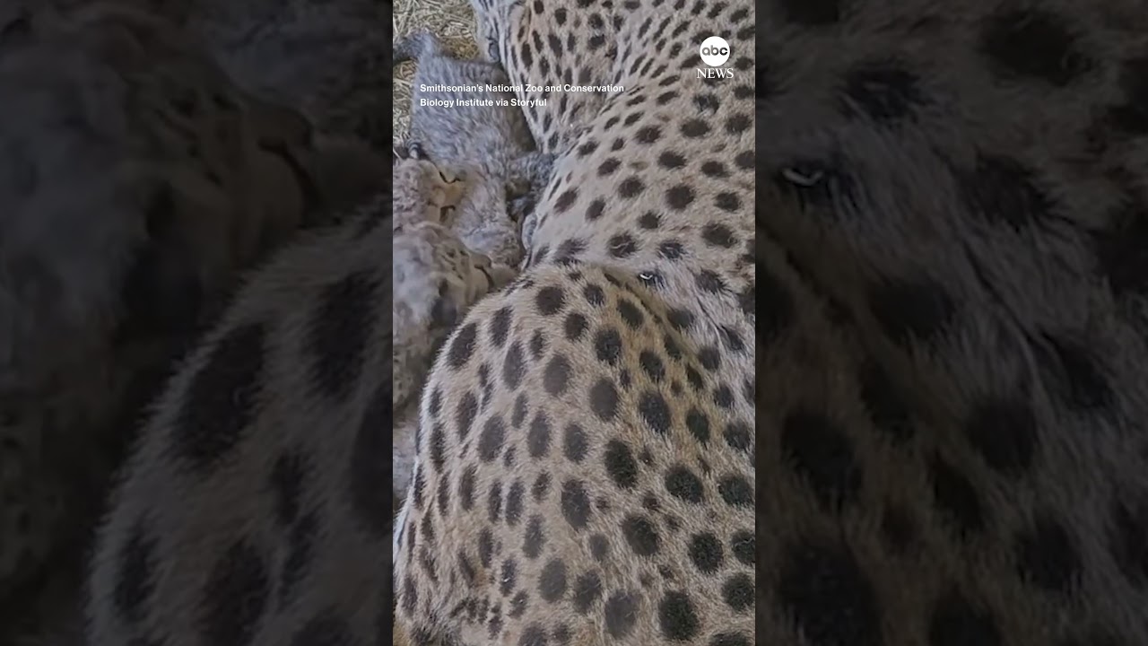 Cheetah cubs arrive at Smithsonian Zoo | ABC News
