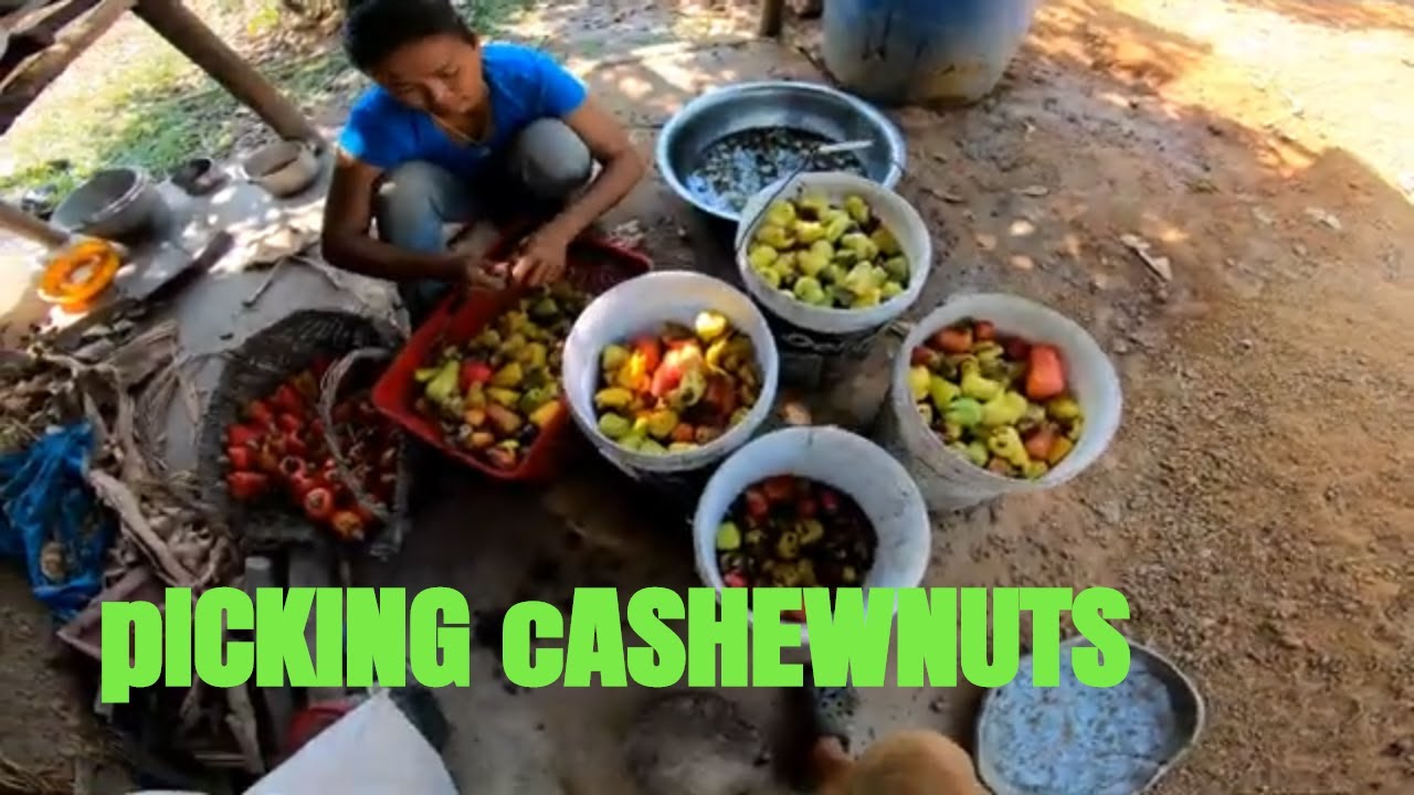 Time to pick Cashewnut - Nipe Adventure - EP 58