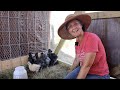 The Silkie Chickens move to the Hoop Coop!