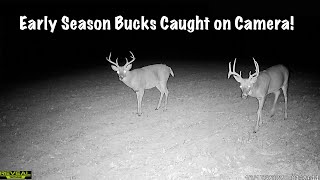 Wildlife Encounters CAUGHT in an Early Season Food Plot