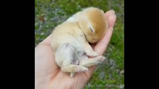 Baby Rabbit Sleeping S2 Fun Hub