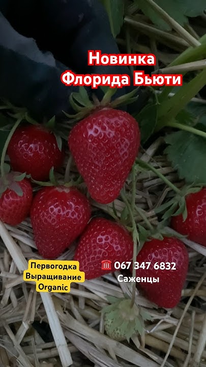 Купить саженцы клубники Флорида Бьюти, Чамора Тарусы #клубника # ...