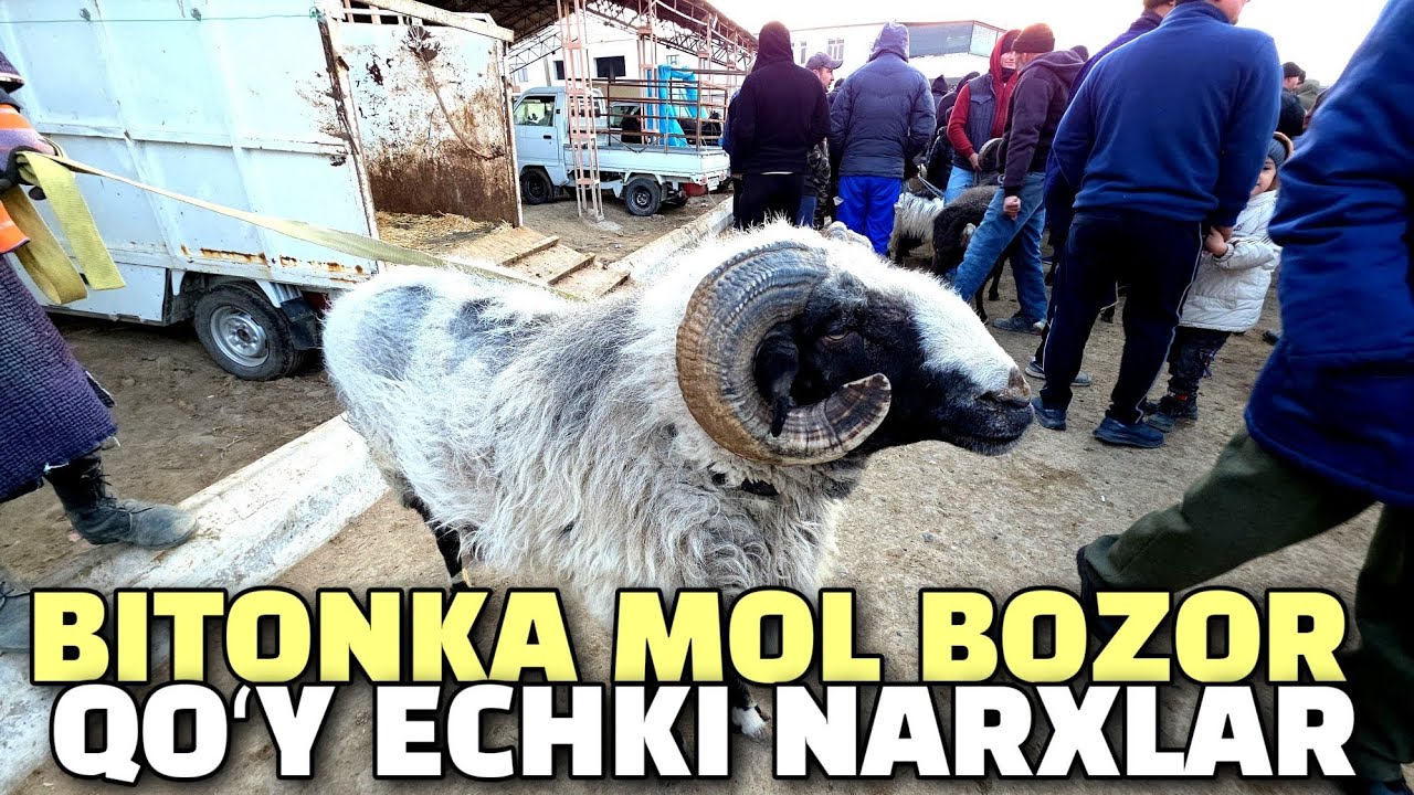 БУХОРО ШАХАР БИТОНКА МОЛ БОЗОР 01.03.2026 КУЙ ЭЧКИ НАРХЛАР 