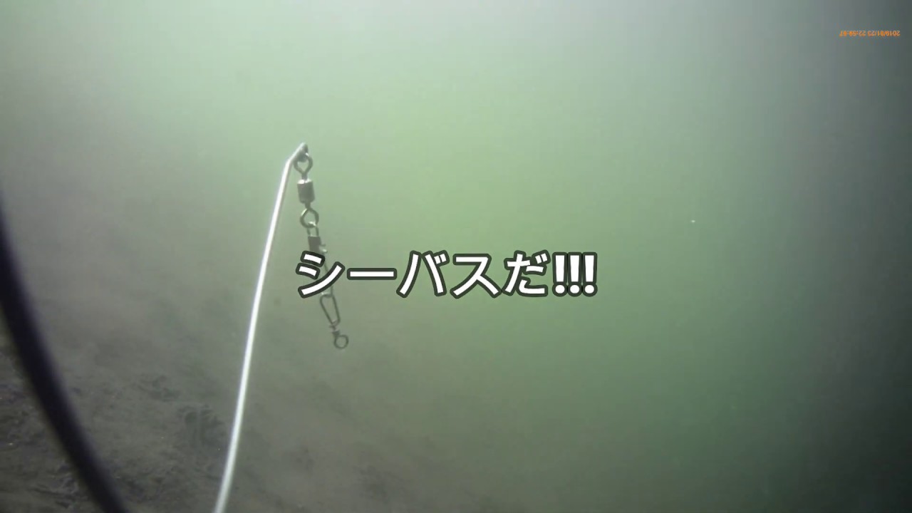 水中映像 千葉県検見川浜突堤東 シーバスを探して 19年5月13日 Youtube