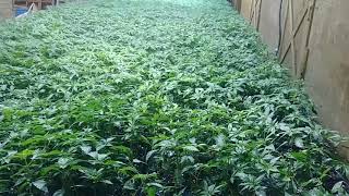 Quick update on cbd grow