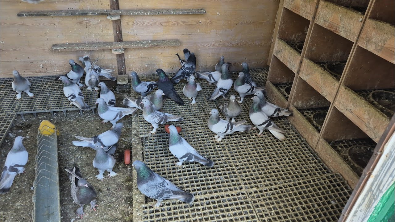 SAZLI UÇUMA DEVAM EDİYOR 2 GÜNDÜR HAVALAR GÜZEL 