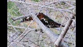 British birdwatchers looking for a very rare Diederik Cuckoo at Paralimni Lake 1/4/2023 – Cyprus