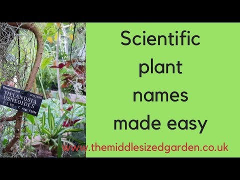 วีดีโอ: Latin Plant Names - ทำไมเราใช้ชื่อละตินสำหรับพืช