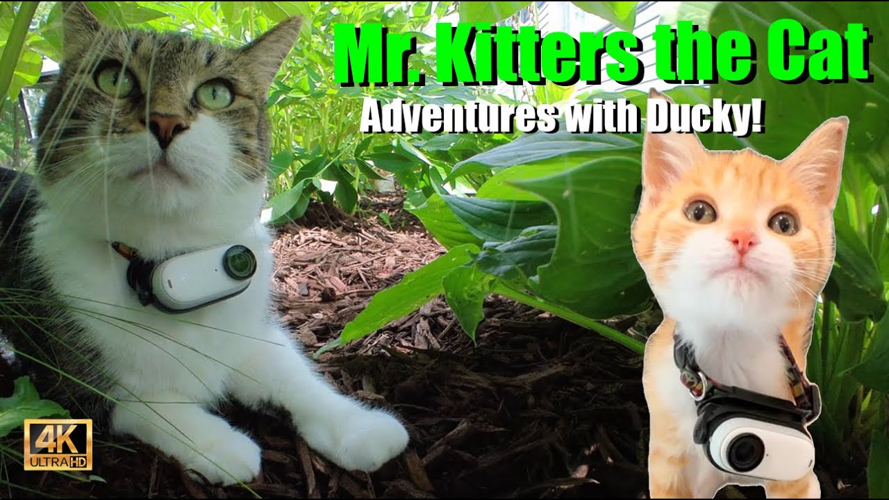 Mr. Kitters the Cat! 📣🐈 Presents ADVENTURES with DUCKY 🦆📺🍿
