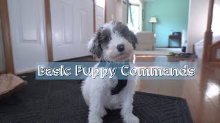 Essential Tricks/Commands for Aussiedoodle Puppies Before Full Grown!