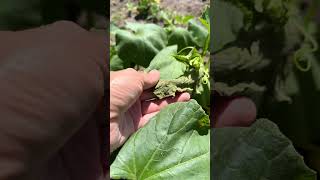Квадратный огурец 🥒 #село,#nature, #огород,#деревня,#огурцы