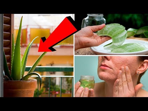 It's Incredibly Easy To Grow Healing Aloe Vera At Home, Here's How...