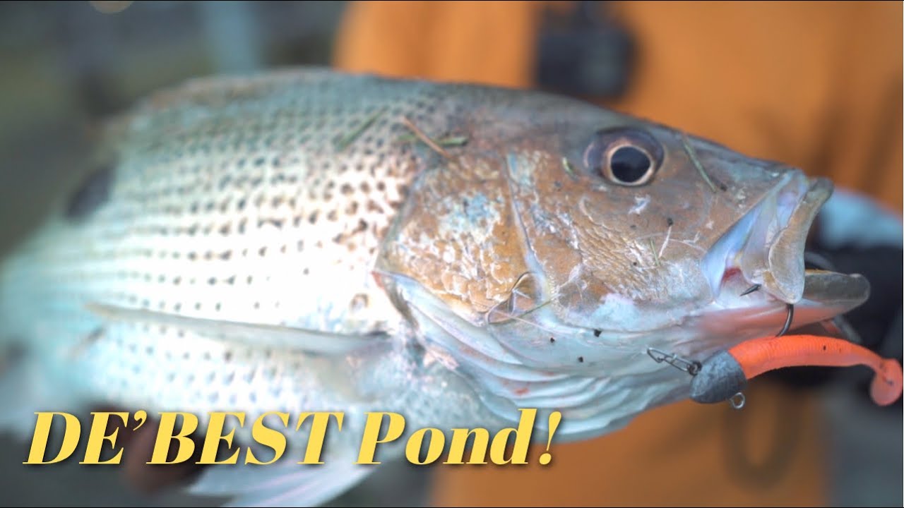 D'BEST FISHING POND FIRST TIME EXPERIENCE SINGAPORE, PASIR RIS PARK