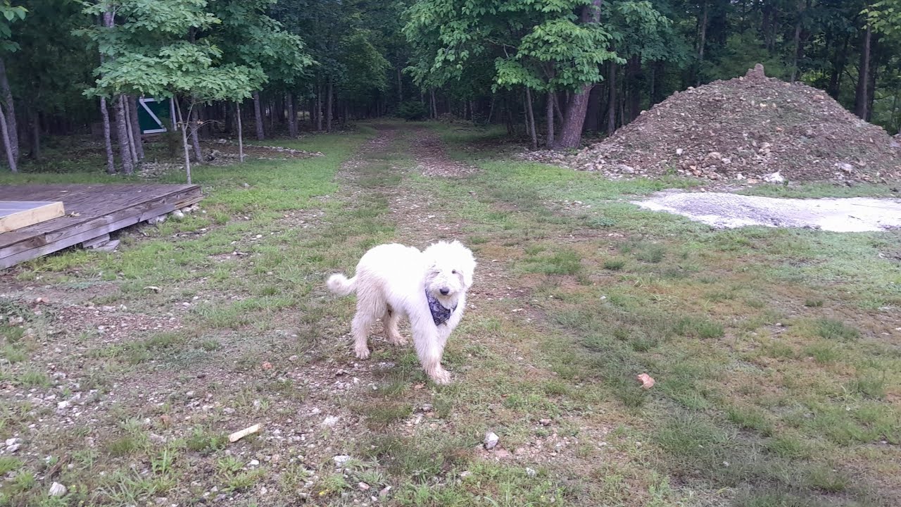 Introducing our Livestock Guardian Dog Barley (Komondor) and homestead update