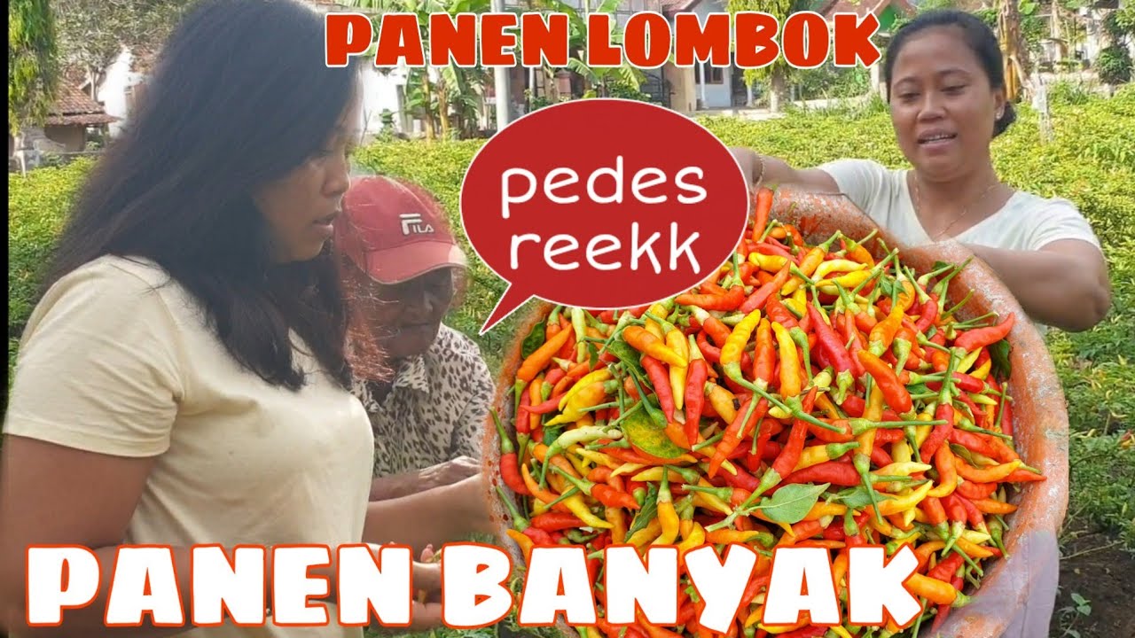MEMBANTU MANTAN SUAMI PANEN CABE || HASIL MELIMPAH RUAH || PANEN CABE