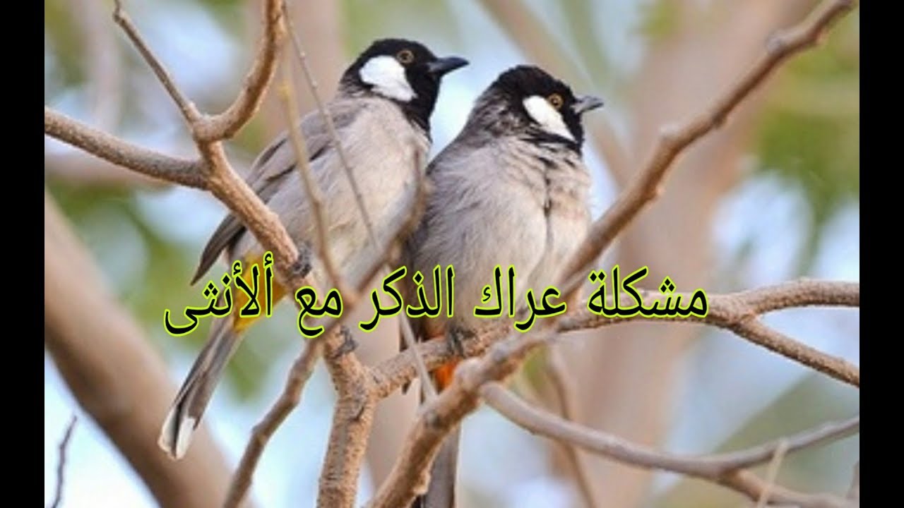 مشكلة عدم تقبل الذكر للأنثى او العكس