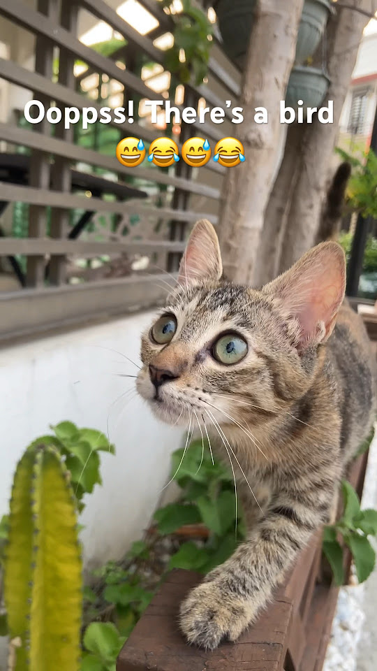 Domestic Cute Kitty Cat Is Showing The Cat Walk Itself But Her Weakness