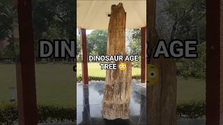 DINOSAUR AGE TREE 😳 | 250 Million Year Old Fossil #scienceshorts #facts #fossil