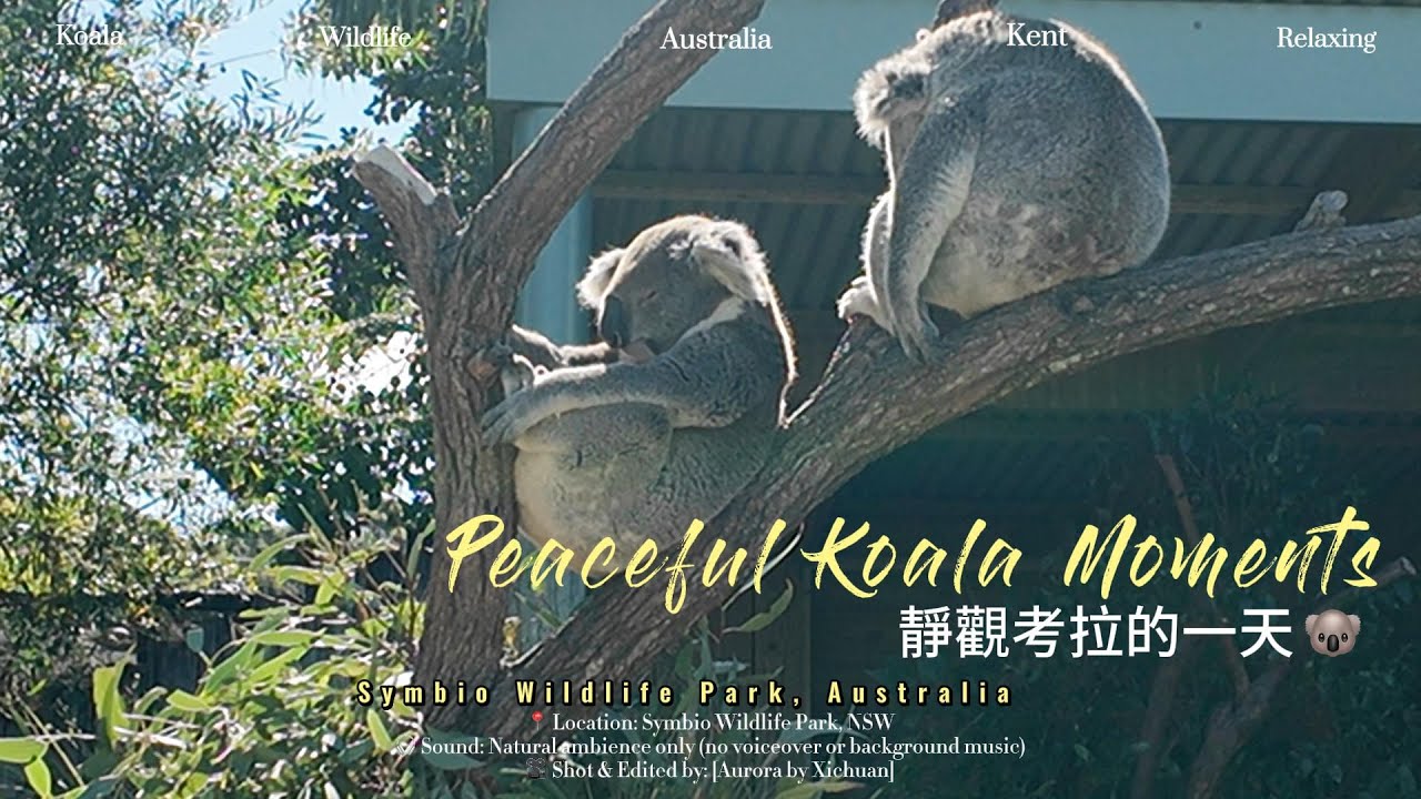 Koala Moments at Symbio Wildlife Park 🐨 | Peaceful Australian Wildlife ...
