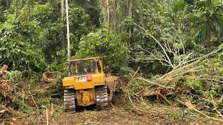 CAT D6R XL Bulldozer Is Very Powerful Pushing Big Wood