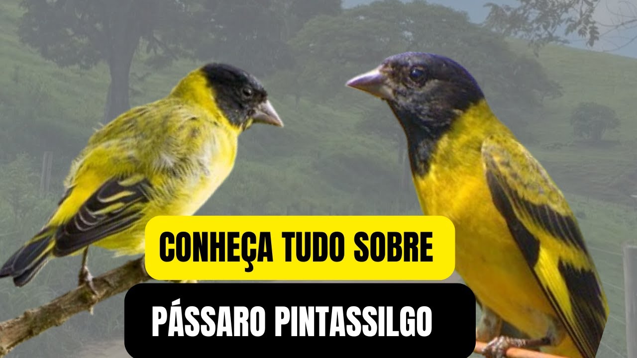 O Encantador Canto do Pintassilgo: Curiosidades e Características