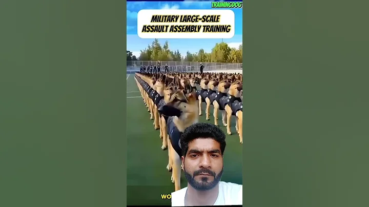 🔝🔝Military LARGE-SCALE ASSAULT ASSEMBLY TRAINING✅✅ #military #dog #germanshepherd #dogtraining#k9