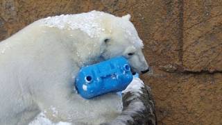 ピリカちょっとハプニング~Polar Bear Surprise