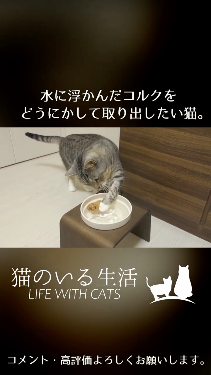 【猫が居る生活】 Life with Cats - YouTube