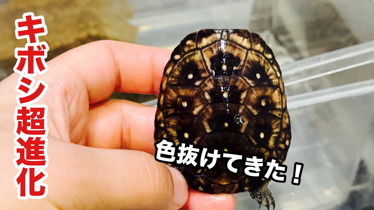 インド亜大陸のカメ　ドイツ語版　Die Schildkröten des‥ The shell of my spotted turtle is starting to lose its color