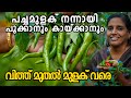 Green Chilli Farming | മുളക് കൃഷിയിൽ അറിയേണ്ടതെല്ലാം ആദ്യം മുതൽ അവസാനം വരെ | Mulaku Krishi Malayalam