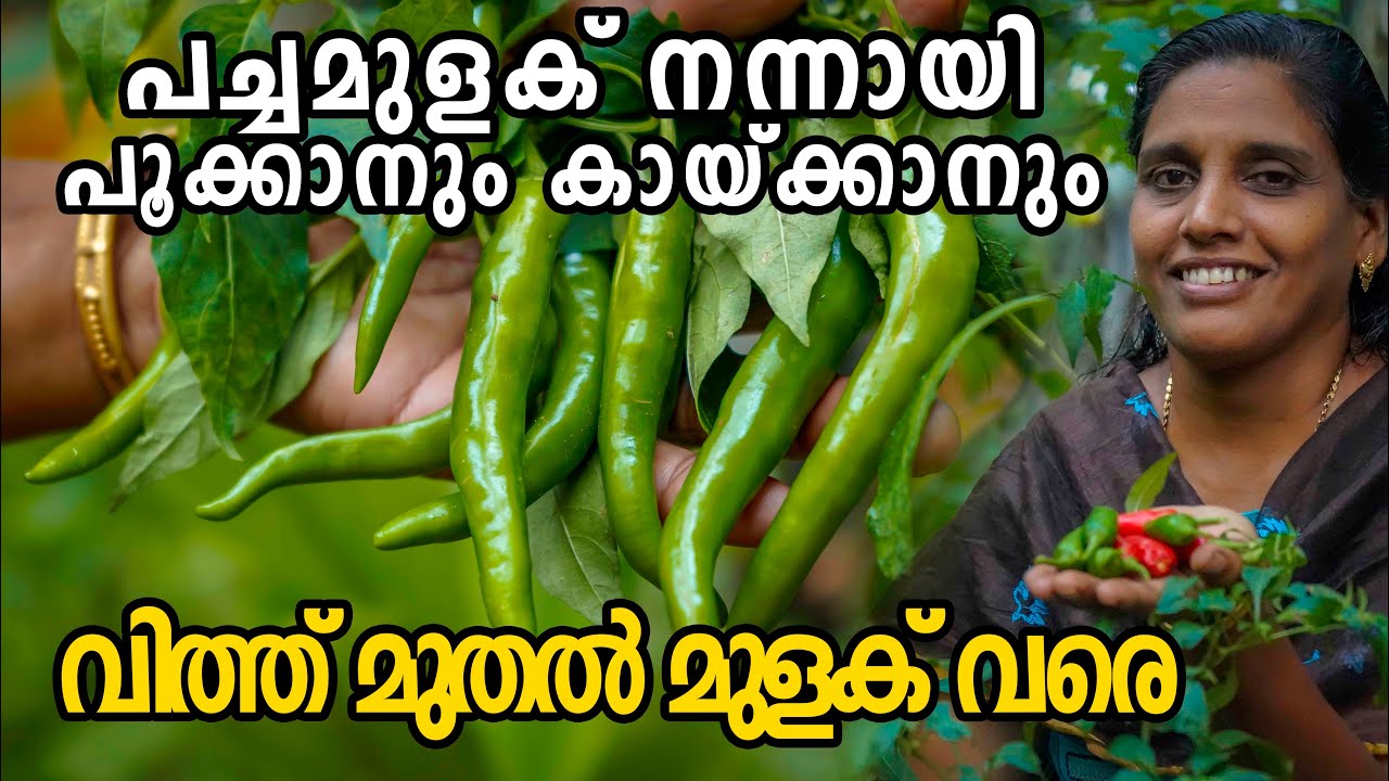 Green Chilli Farming | മുളക് കൃഷിയിൽ അറിയേണ്ടതെല്ലാം ആദ്യം മുതൽ അവസാനം വരെ | Mulaku Krishi Malayalam