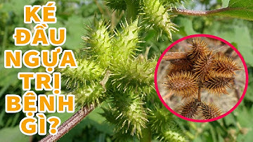 Ké đầu ngựa có tác dụng trị bệnh gì?, địa chỉ mua ké đầu ngựa uy tín - 0976 836 586