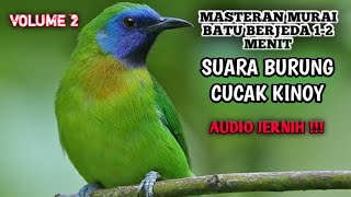 MASTERAN MURAI BATU || SUARA CUCAK KINOY BERJEDA 1-2 MENIT