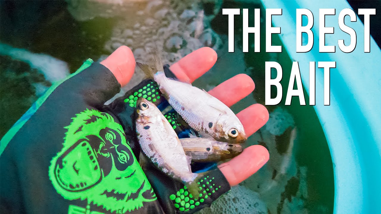 Live Bait Fishing In South Florida YouTube