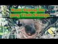 Kasih Sayang Seorang IBU kepada Anaknya, Burung ini melindungi anaknya dari Hujan #eps.1