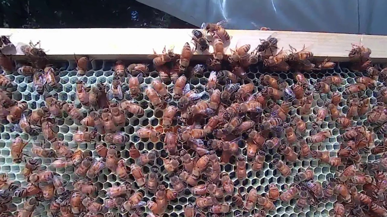 Bee Sex Kostenlos Gratis Pornos und Sexfilme Hier Anschauen Bee Sex Kostenlos Gratis Pornos und Sexfilme Hier Anschauen