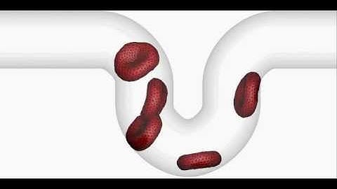 Simulation of 5 red blood cells flowing in a U-shape blood vessel