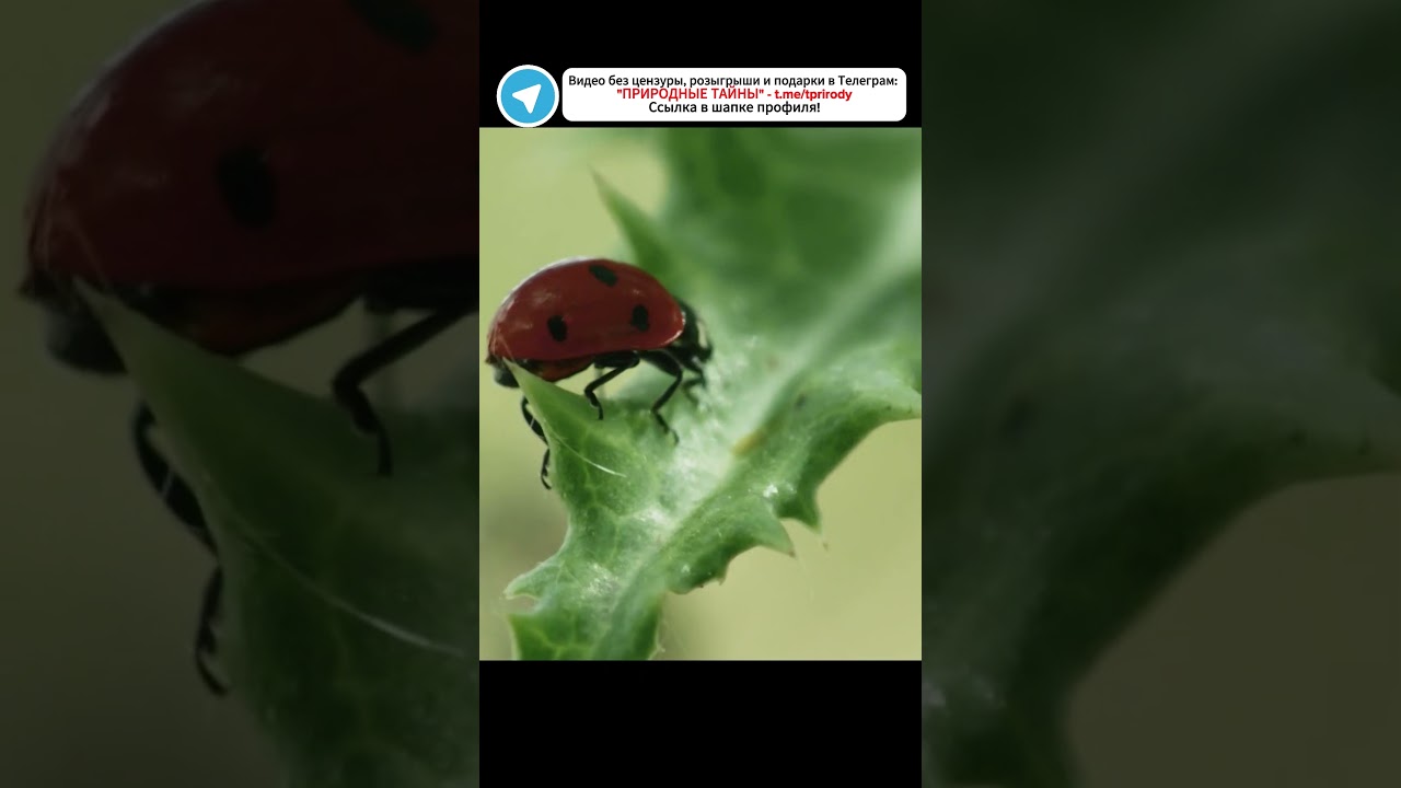 Божья коровка: Неожиданный хищник тлей! #божьякоровка #хищник #насекомые #природа