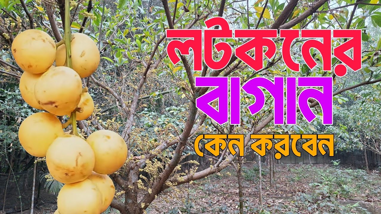 লটকনের বাগান কেমন করে করবেন | লটকন চাষের সম্পূর্ণ গাইড