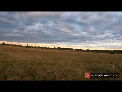 Английский спрингер спаниель Fieldpuncher Akinfiy. CACT, ЧРКФ по ФТ. Охота на перепела.