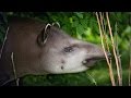 The coolest animal you know nothing about ... and how we can save it | Patrícia Medici